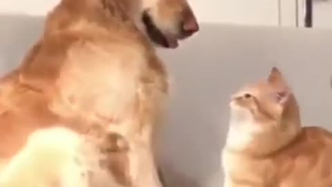 CAT AND DOG LOVE FUNNY