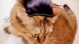 Funny video ,comedy video,cat video
