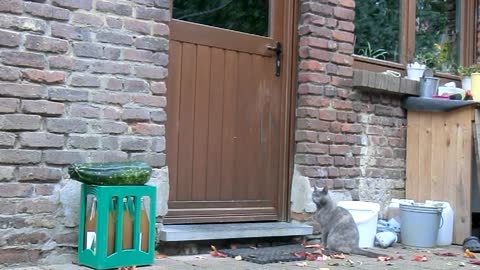 smart cat knocks if door is locked (see till end)