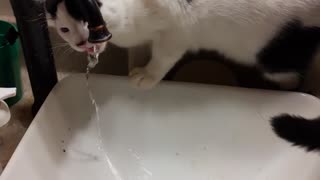 Cat drinking out of faucet