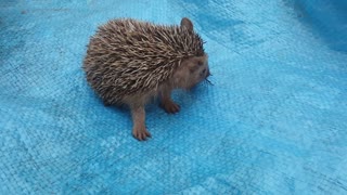 Cute Hedgehog Eating a Bug
