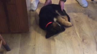 Adorable German Shepherd Puppy Falls Asleep On The Floor