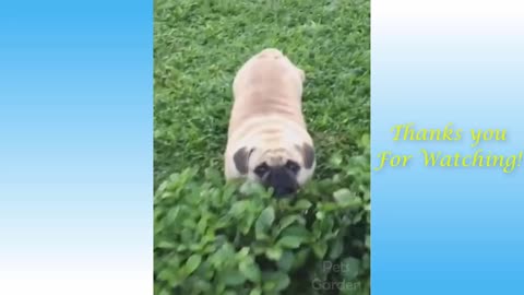Cute Pets And Funny Animals Compilation to watch.