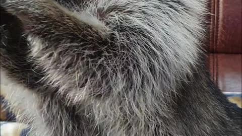 Raccoon gives his mom a fork after eating beef.