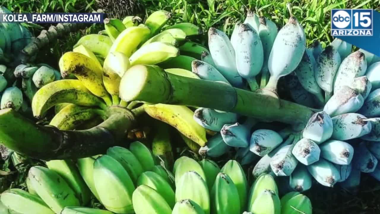 blue java banana california
