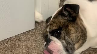 Watch This Cat Try To Play With A Bulldog Through A Crack In The Door