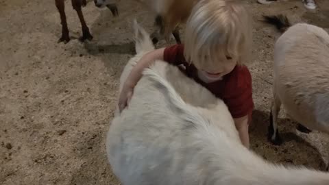 Toddler loves the petting zoo
