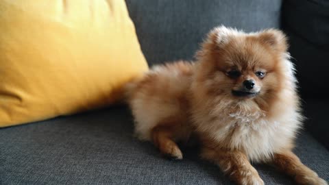 Cute Pomeranian on the Sofa