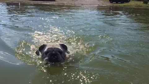 Buddha swims