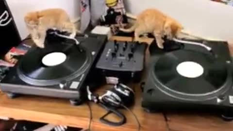 DJ cats band
