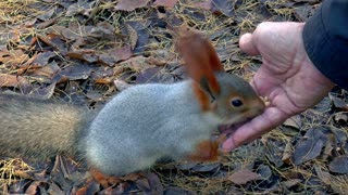A very cute squirrel eating a funny way
