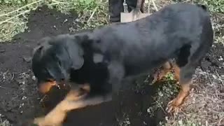 Watch this dog literally help these kids dig their holes