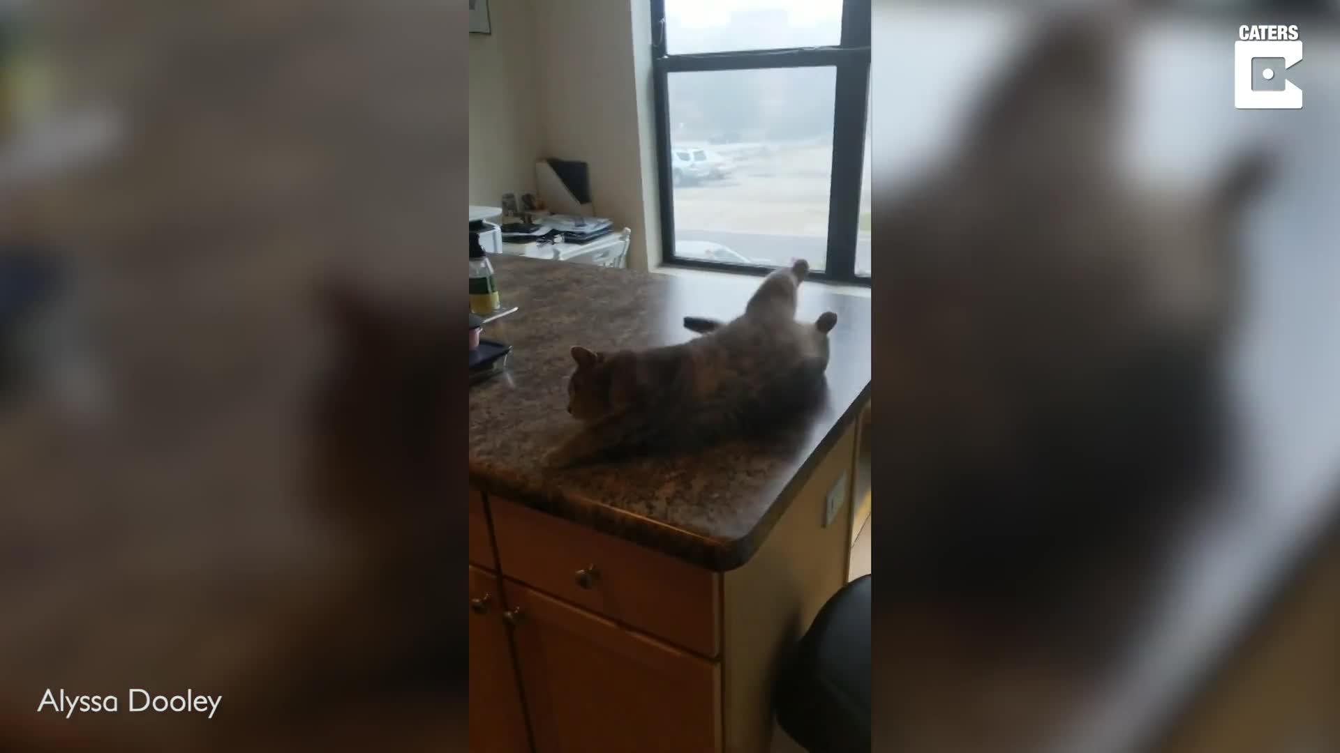 CAT DRAMATICALLY FALLS OFF KITCHEN COUNTER AFTER ROLLING AT SOUND OF OWN NAME