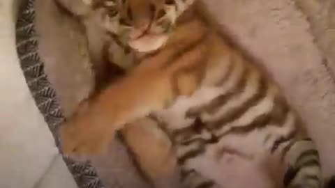3-pound baby tiger get rescue