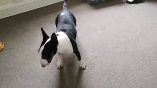 Excited English Bull Terrier can't stop spinning in circles