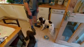 Clever dog knows to collect the "dishes" after dinner time