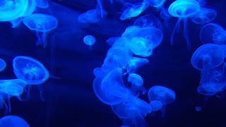 Beautiful and scary hidden jellyfish