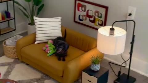 This dog has it's own living room!
