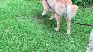Cody, our Golden Retrievers, tracking a rabbit!