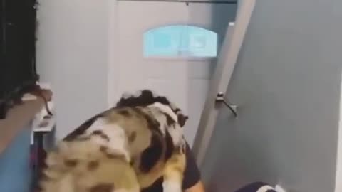 awesome dog dancing