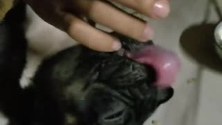 Puppy taking medicine like a baby drinking syrup