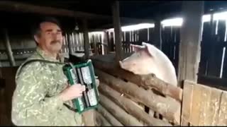 The pig sing a song