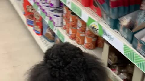 Poodle dog picks out his own treat at store.