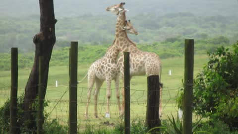 Two Iconic Giraffes In A Baffling Love Or Hate Fight
