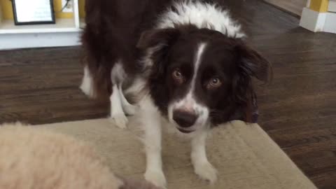 Collie ‘Smiles’ Every Time Owner Touches His Favorite Toy