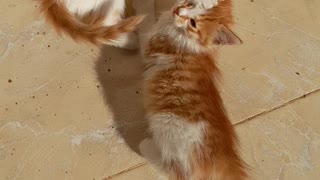 Adorable kitten with mom