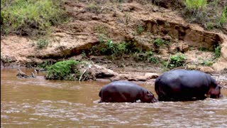 Mother hippo escorts her baby across dangerous African river