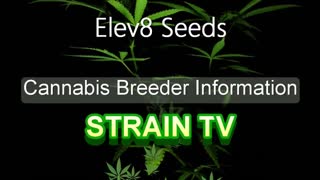 Elev8 Seeds - Cannabis Strain Series - STRAIN TV
