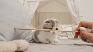 Cute Cat watch this video