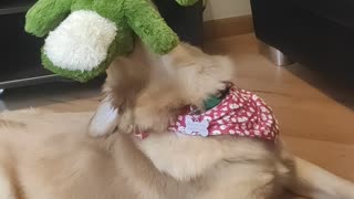 Golden Puppy goes Crazy with crocodile