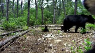 Curious Black Bear Cub