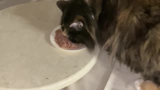 Bella eating