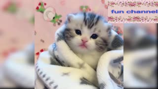 funny and cute baby cats