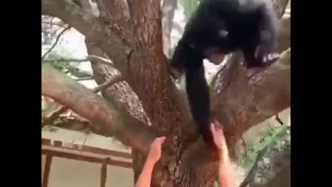 Tarzan the monkey