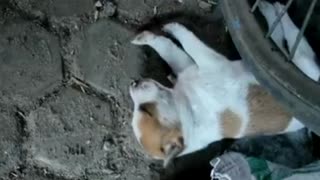 I will Sleep Any Where When i feel Sleep-Small Puppy