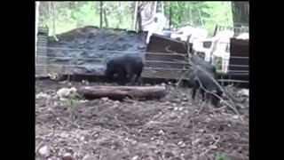 Ignorant Animals getting shock with Funny Electric Fence effect.