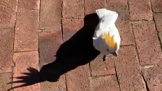 Cockatoo Imitates Cats and Dogs