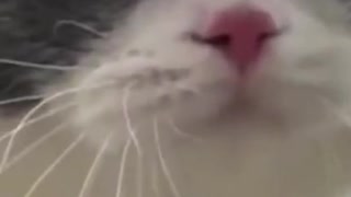 FUNNY TALKING CATS Have a Lot to Say - Animal