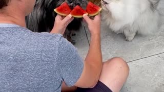 Cats chow down on tasty watermelon treat