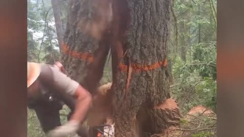 (Close Call) Guy Almost Killed by Huge Tree
