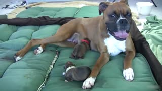 Dog cleaning her babies after birth.