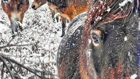 Winter Wild Exmoor Ponies