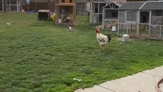Chickens Come Running for Breakfast