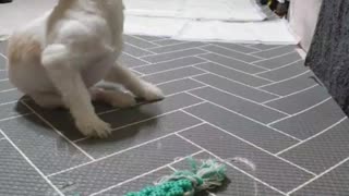 Puppies that never let go of their toys while being dragged