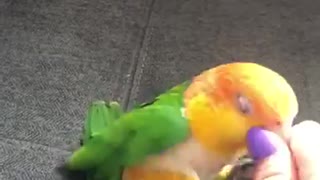 Caique Playing With Ball