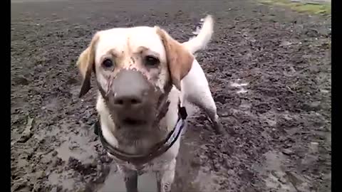 Labrador goes to great lengths to fetch stick